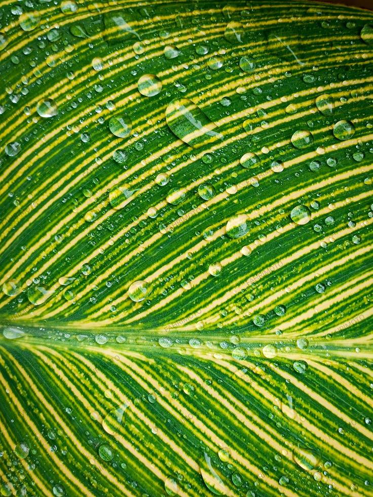 the leaves are green and yellow and there is water that looks very cool photo