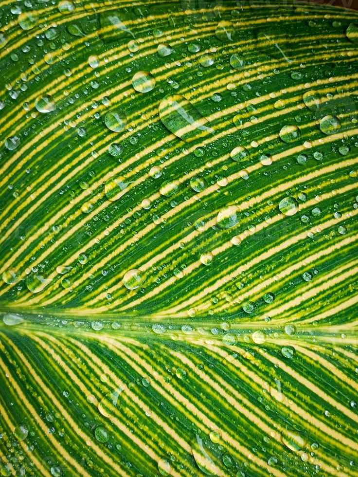 the leaves are green and yellow and there is water that looks very cool photo