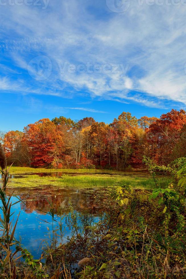 Colorful leaves on trees along lake in autumn, photo