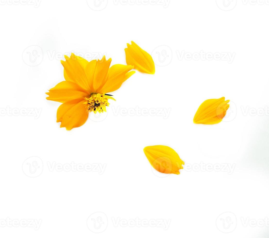 Orange cosmos flower isolated on white background photo