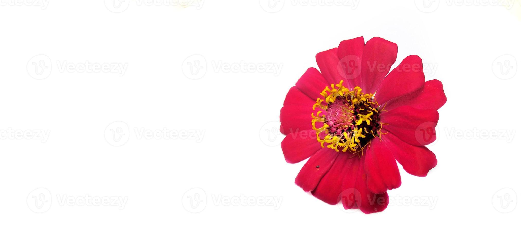 Flower zinnia red isolated on black background photo