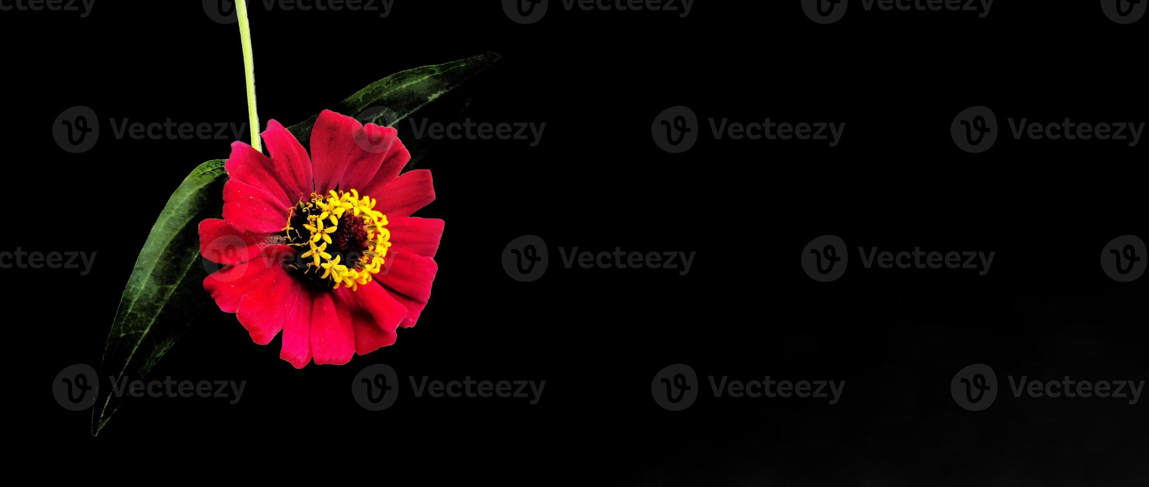 Flower zinnia red isolated on black background photo