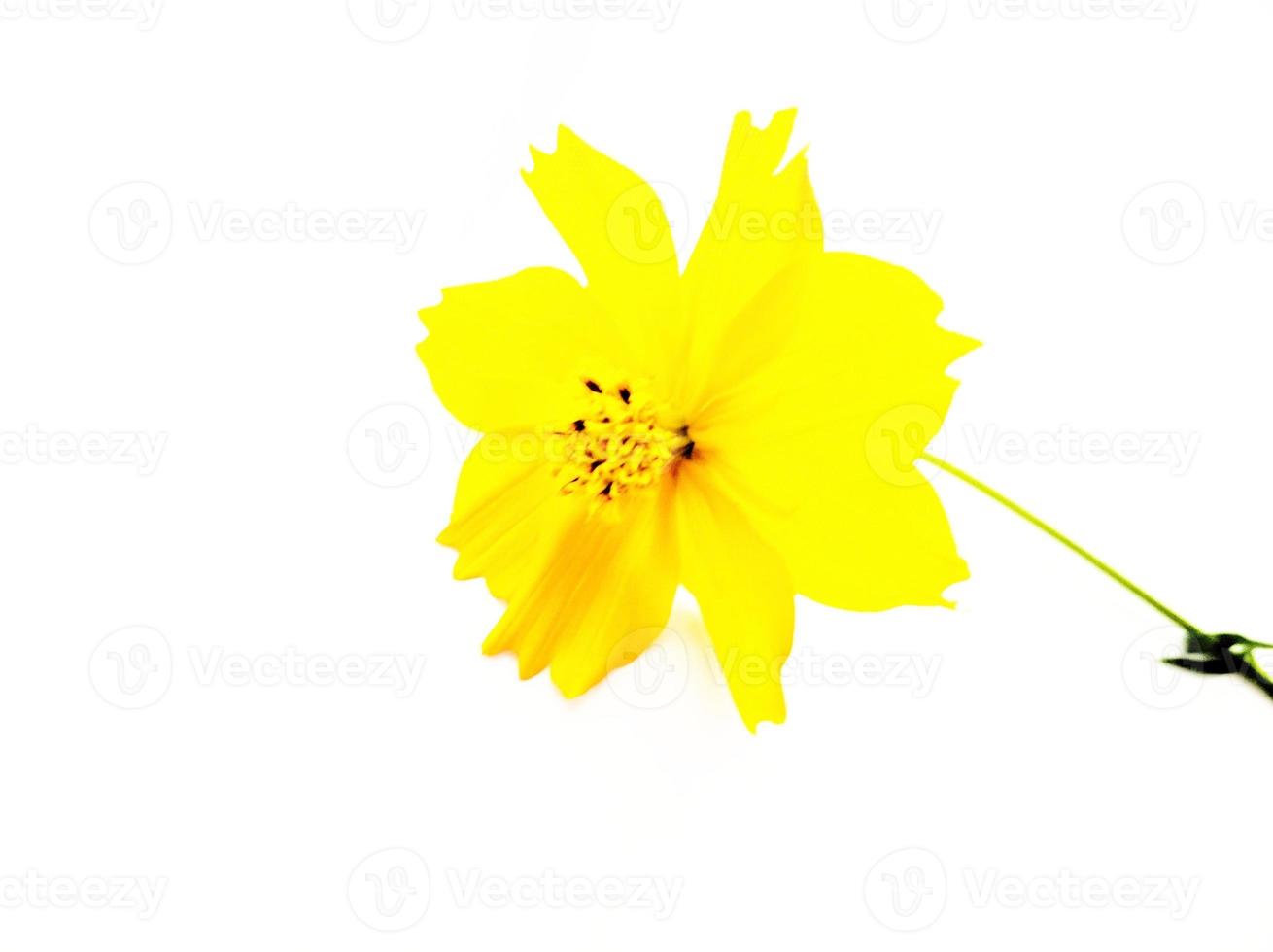 Orange cosmos flower isolated on white background photo