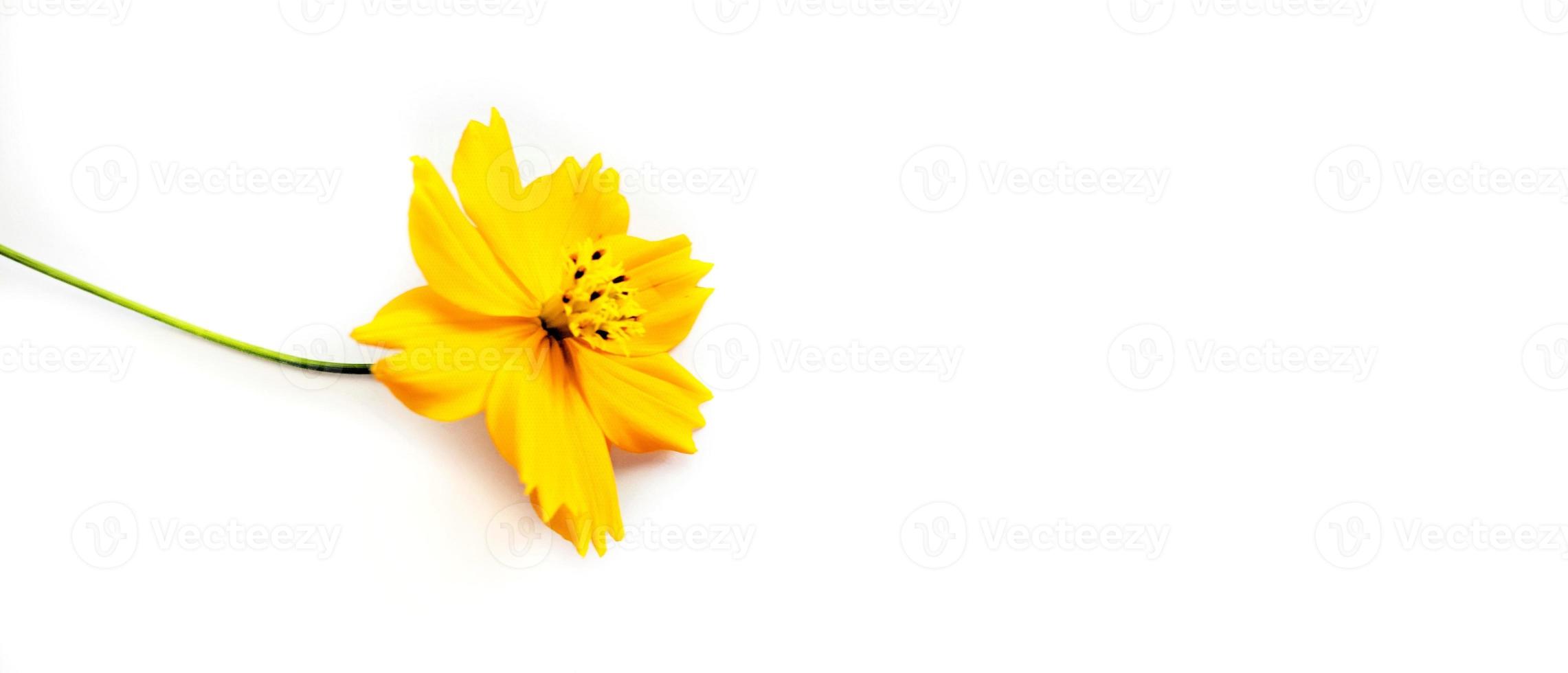 Orange cosmos flower isolated on white background photo