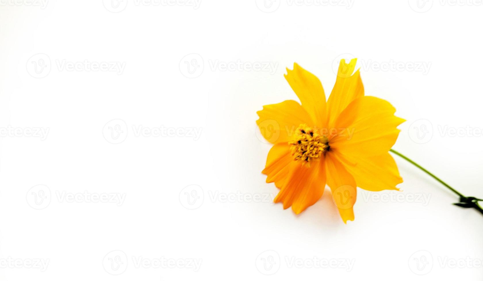 Orange cosmos flower isolated on white background photo