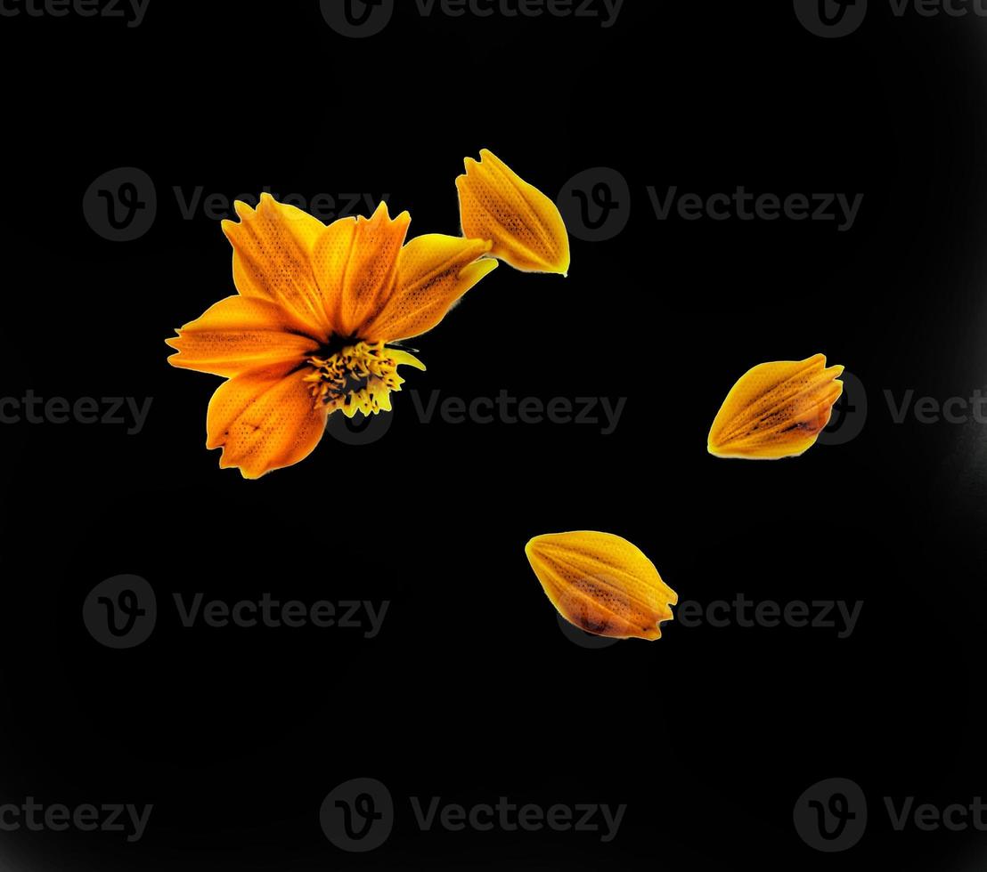 Orange cosmos flower isolated on white background photo