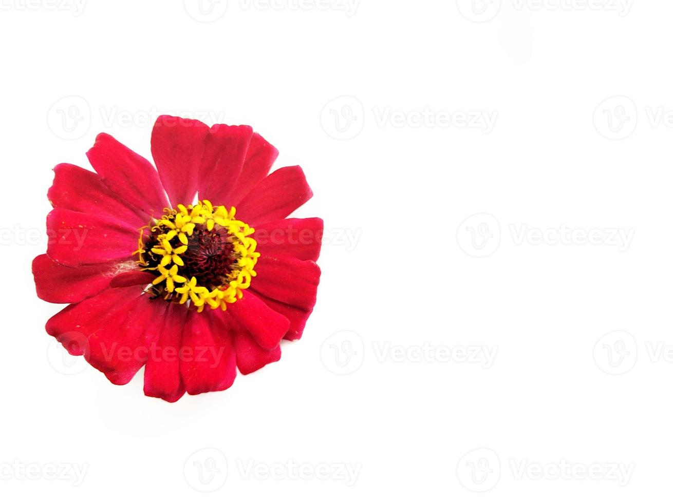 Flower zinnia red isolated on black background photo