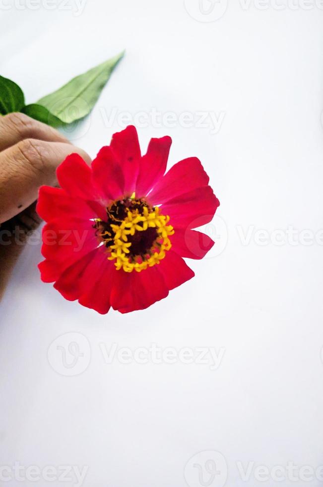 flor zinnia rojo aislado sobre fondo negro foto