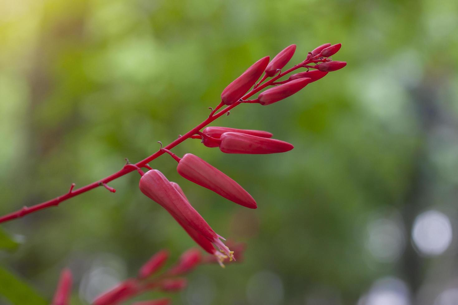 Red flower of Bitterwood or Quassia is Thai herb. The properties of the root is to help fever and aid digestion. photo