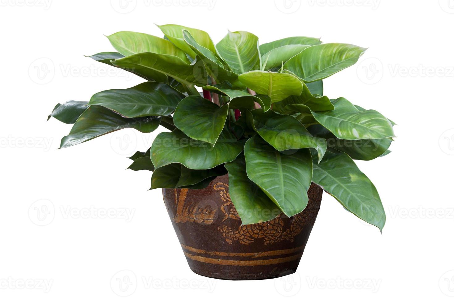 Giant Philodendron or Giant Elephant Ear in pot isolated on white background included clipping path. photo