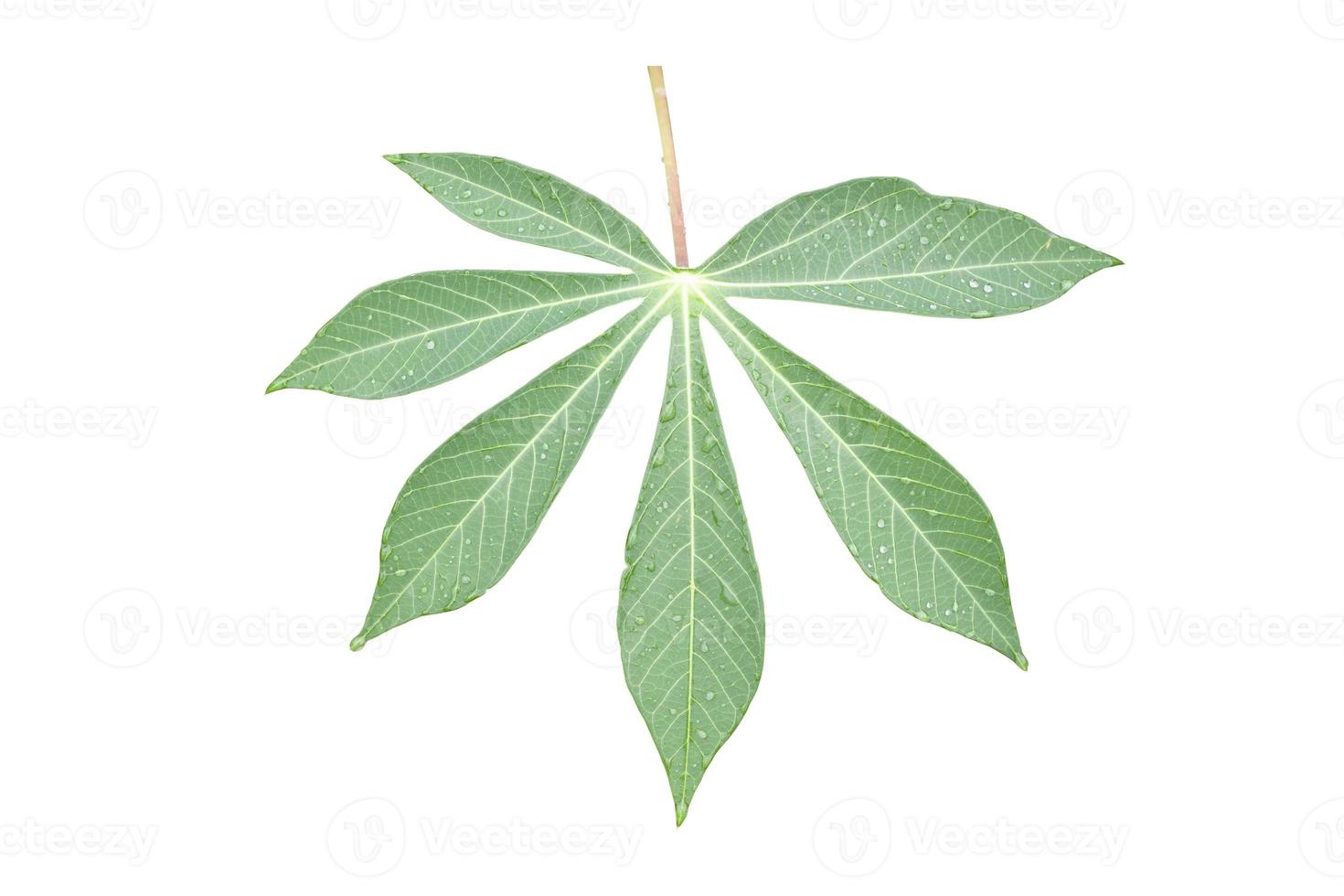 Cassava or Tapioca leaf with rain drops isolated on white background included clipping path. photo