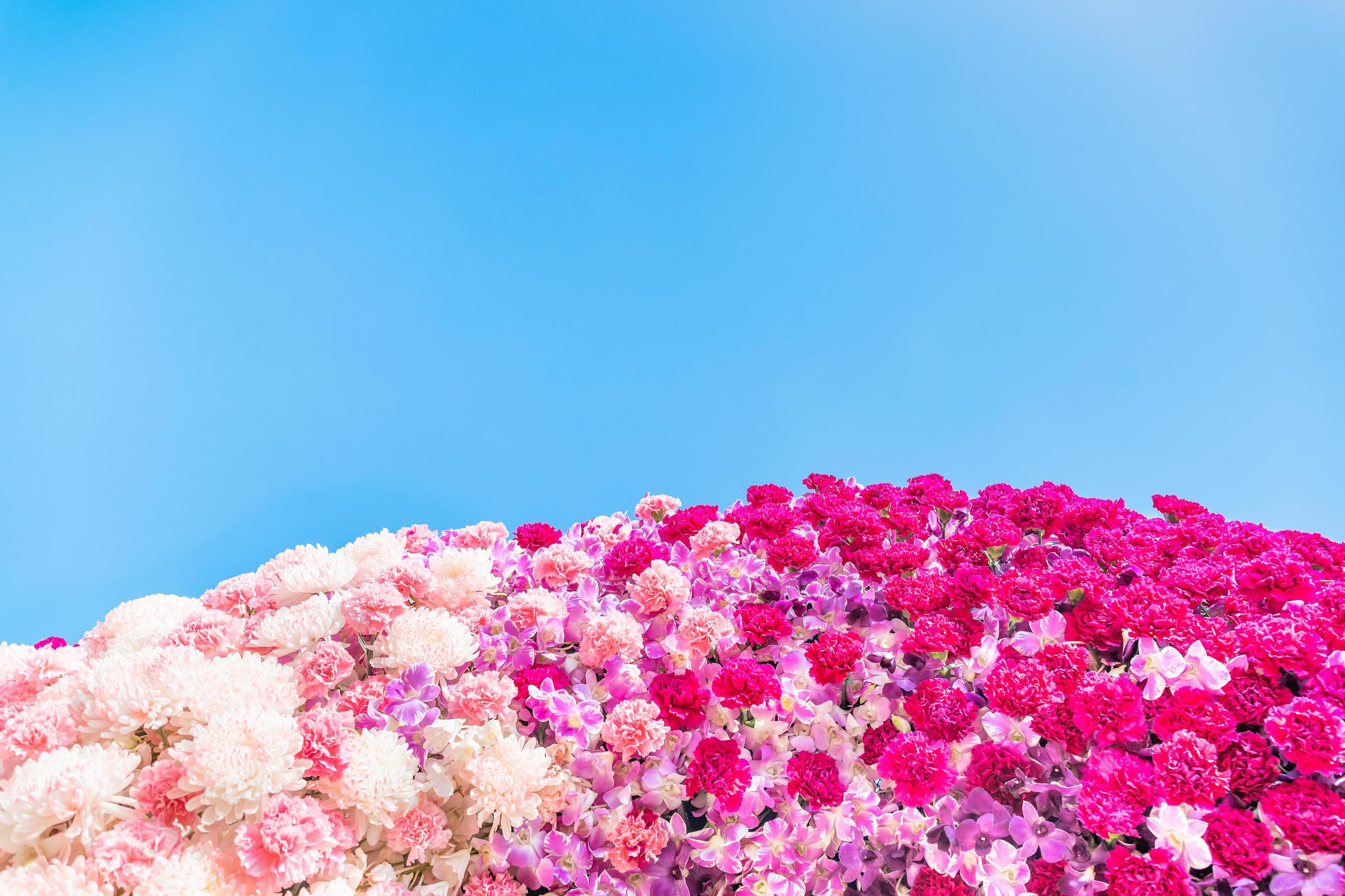 Carnation Flowers and Chrisanthemum flowers 19574087 Stock Photo at