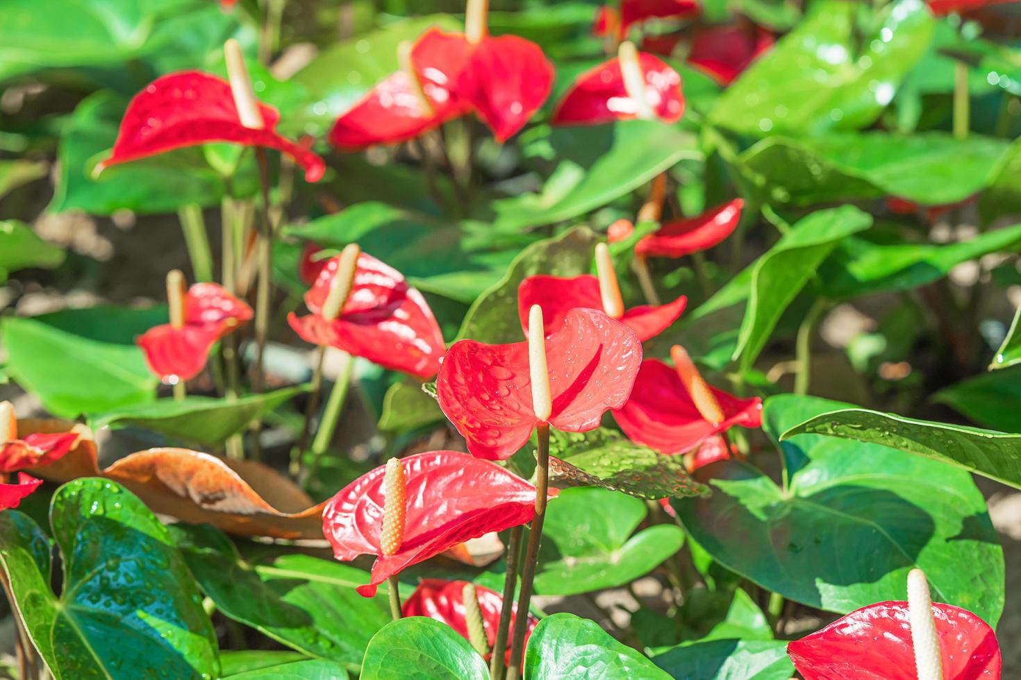Red Anthurium or flamingo flowers photo
