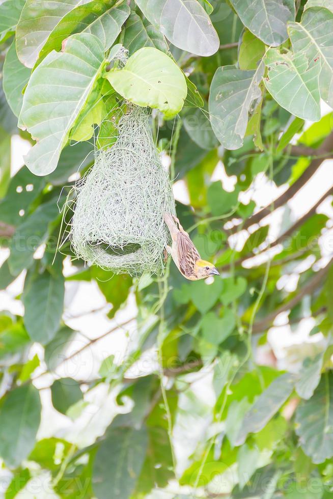 Baya weaver bird nest on tree photo