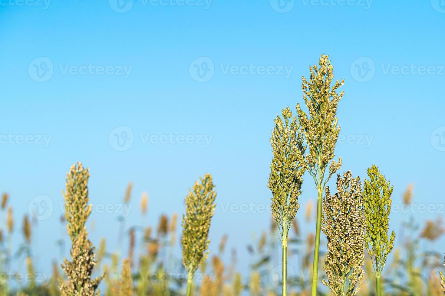 Close up Sorghum in field agent blue sky photo