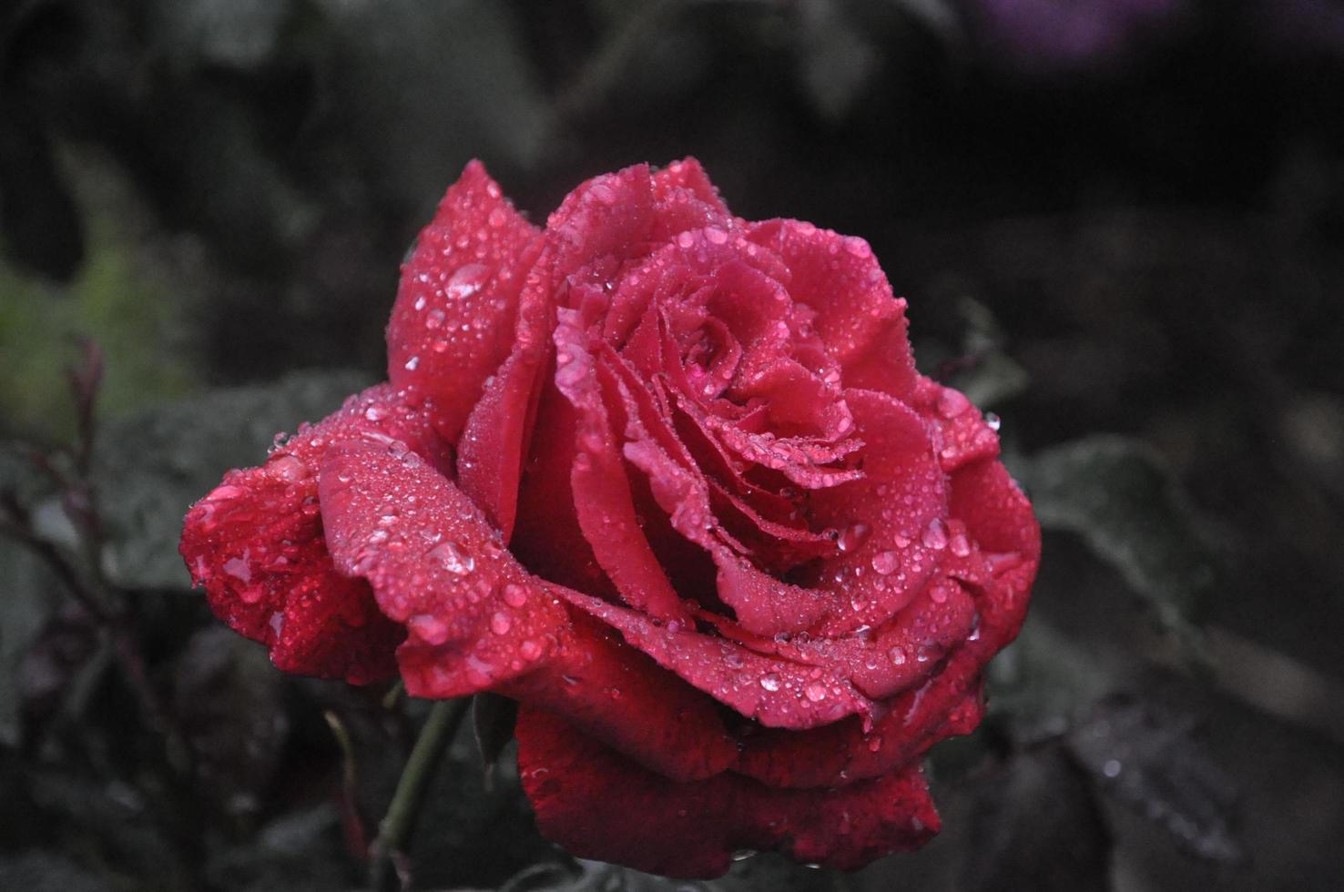 Red rose in rain photo