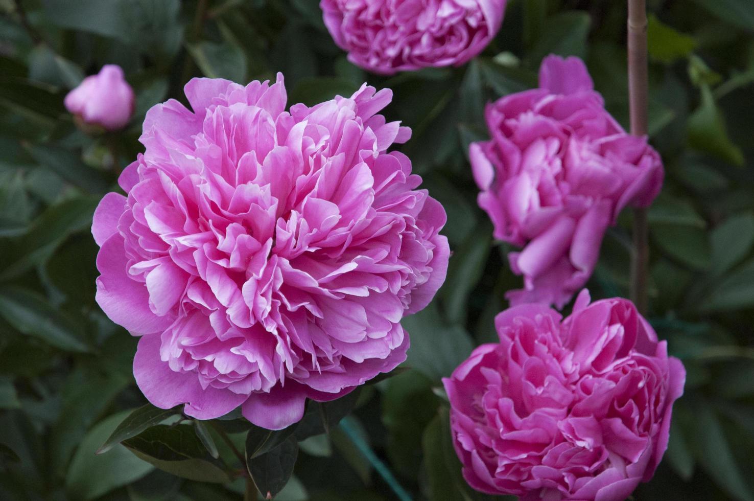 Pink peony flowers photo