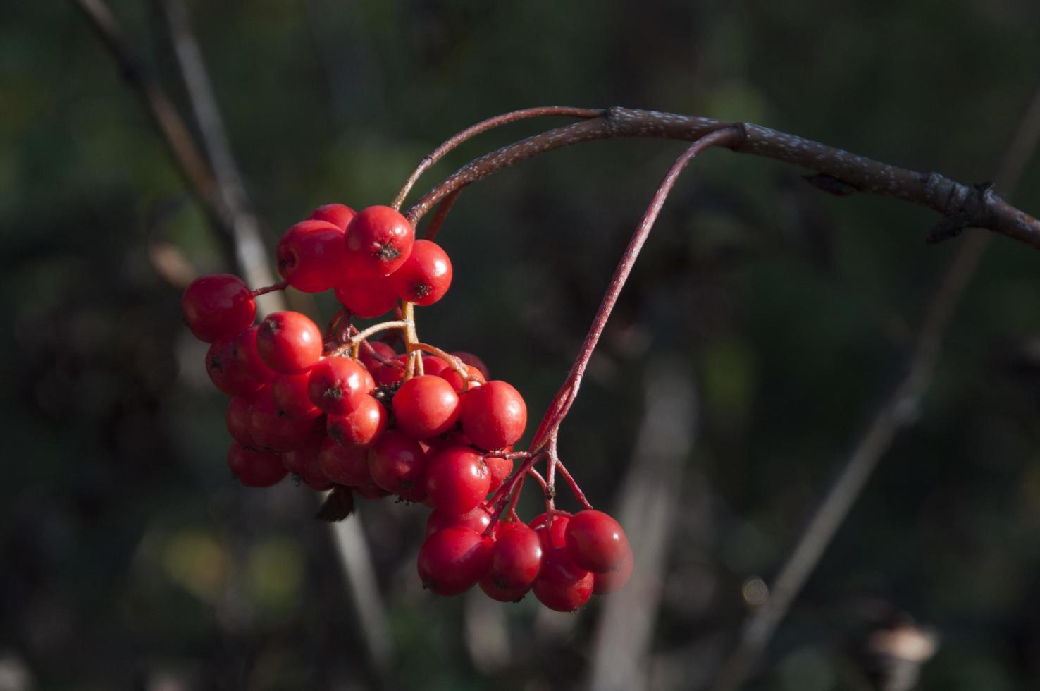 frutos rojos en otoño foto