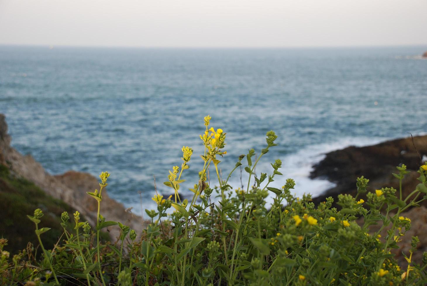 Flowers blooming on rocks photo