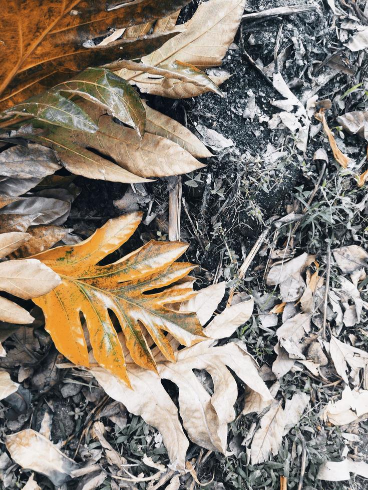 Dry leaves on the ground photo