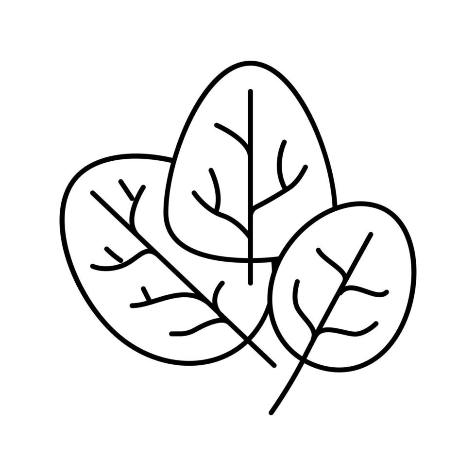 spinach plant line icon vector illustration