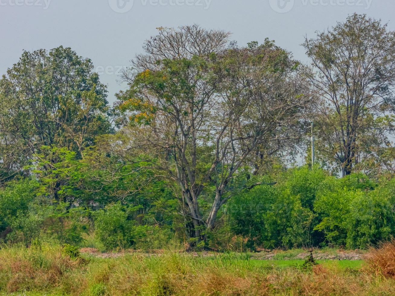 big tree on the field photo