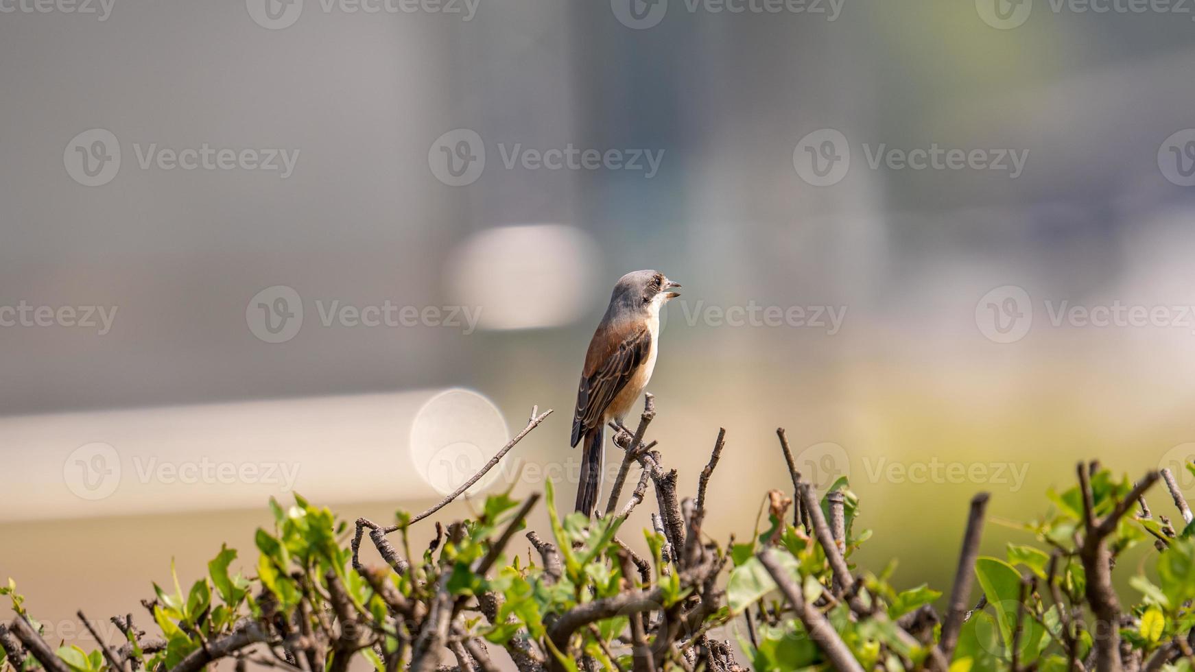 Burmese Shrike perched on tree in nature photo