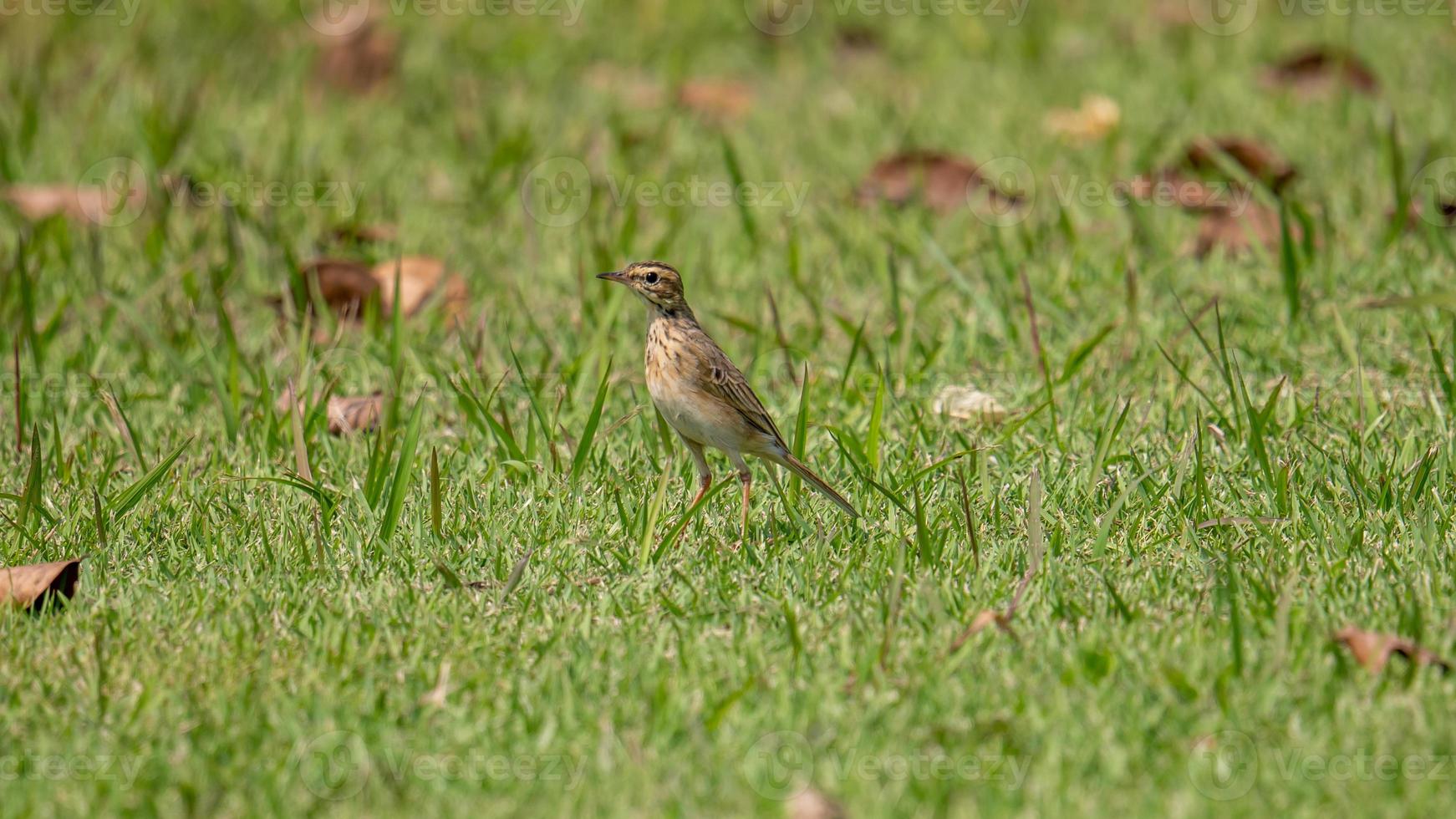 Common Sandpiper stand on the field photo