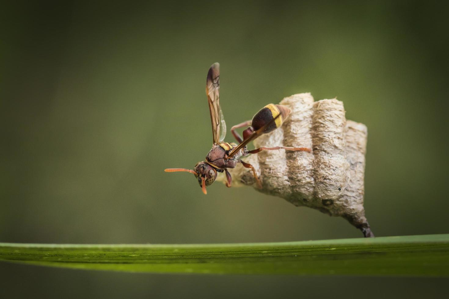 close up view of wasp on nest photo