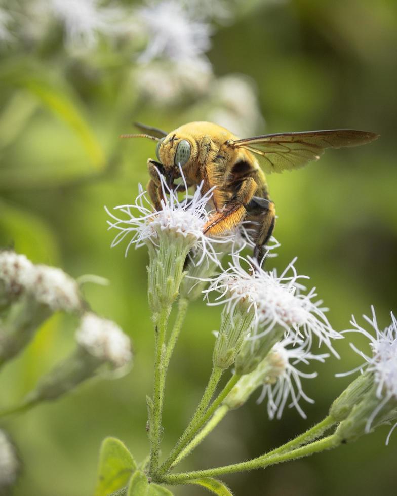 Flying bee on wild flowers photo