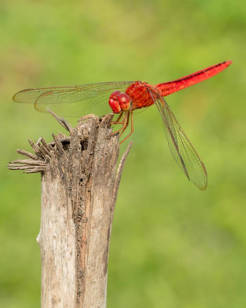 Close up view of red dragonfly on twig photo