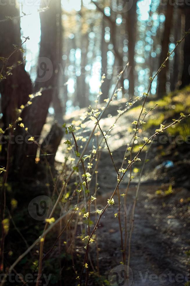 Close up young trees and shrubs illuminated by sunlight concept photo 19575650 Stock Photo at
