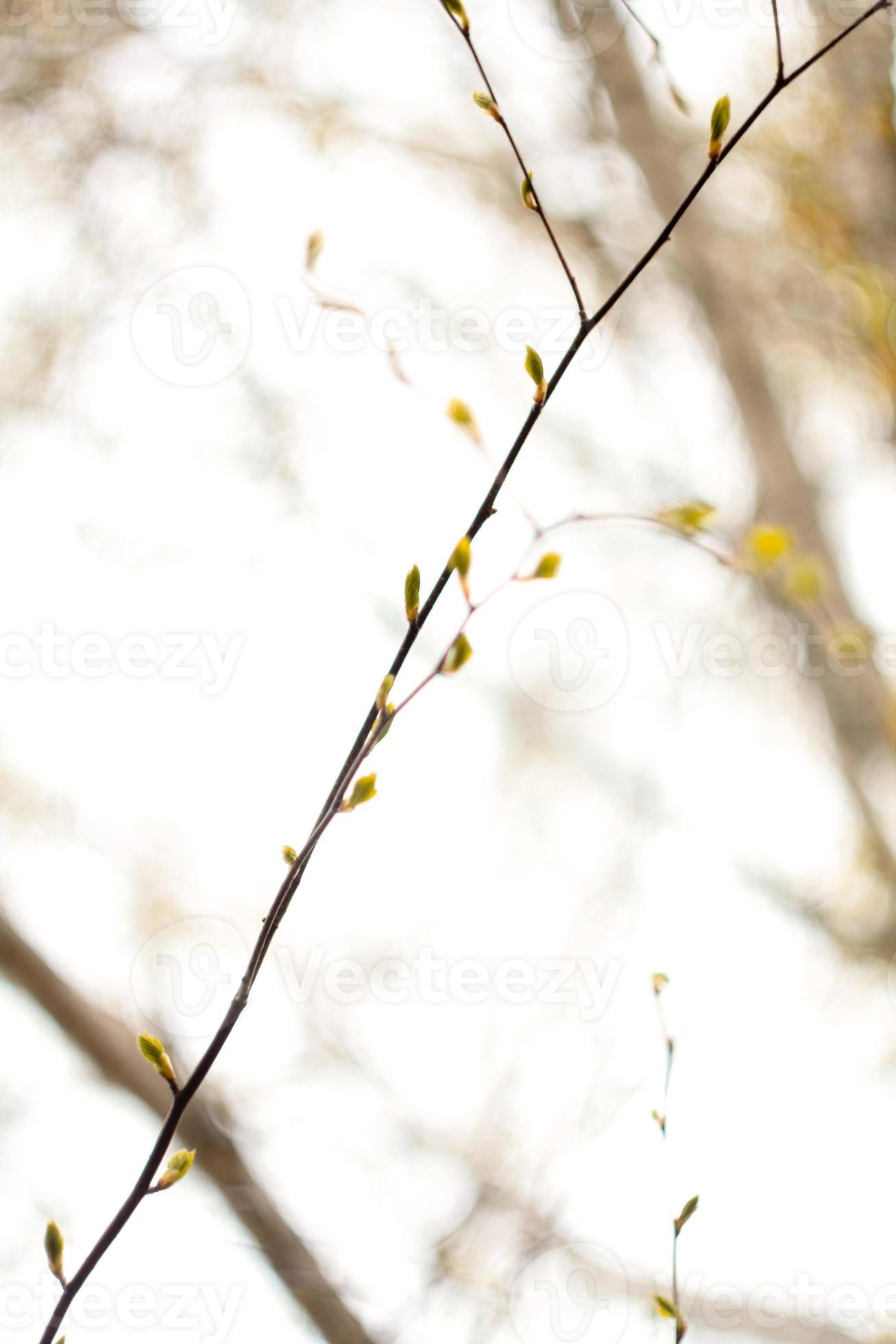 6,318 New Shoots On Twig Images, Stock Photos, 3D objects