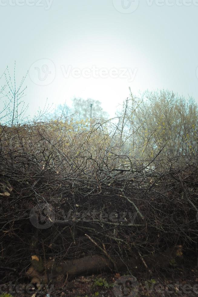 Brushwood in early spring landscape photo