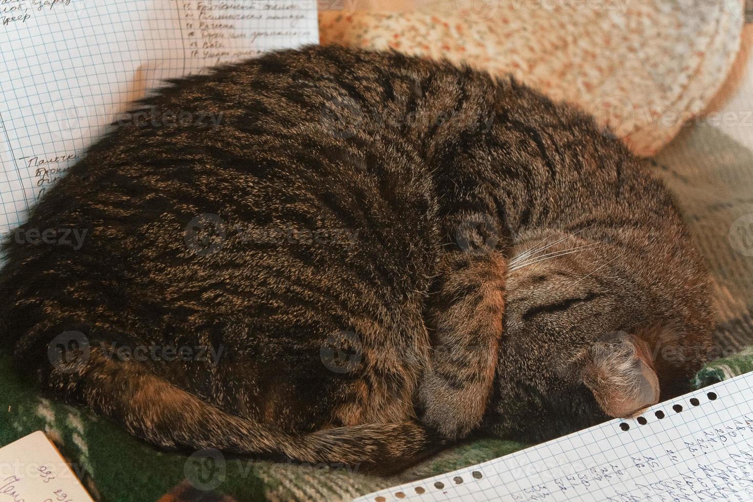 Close up curled tabby cat sleeping concept photo