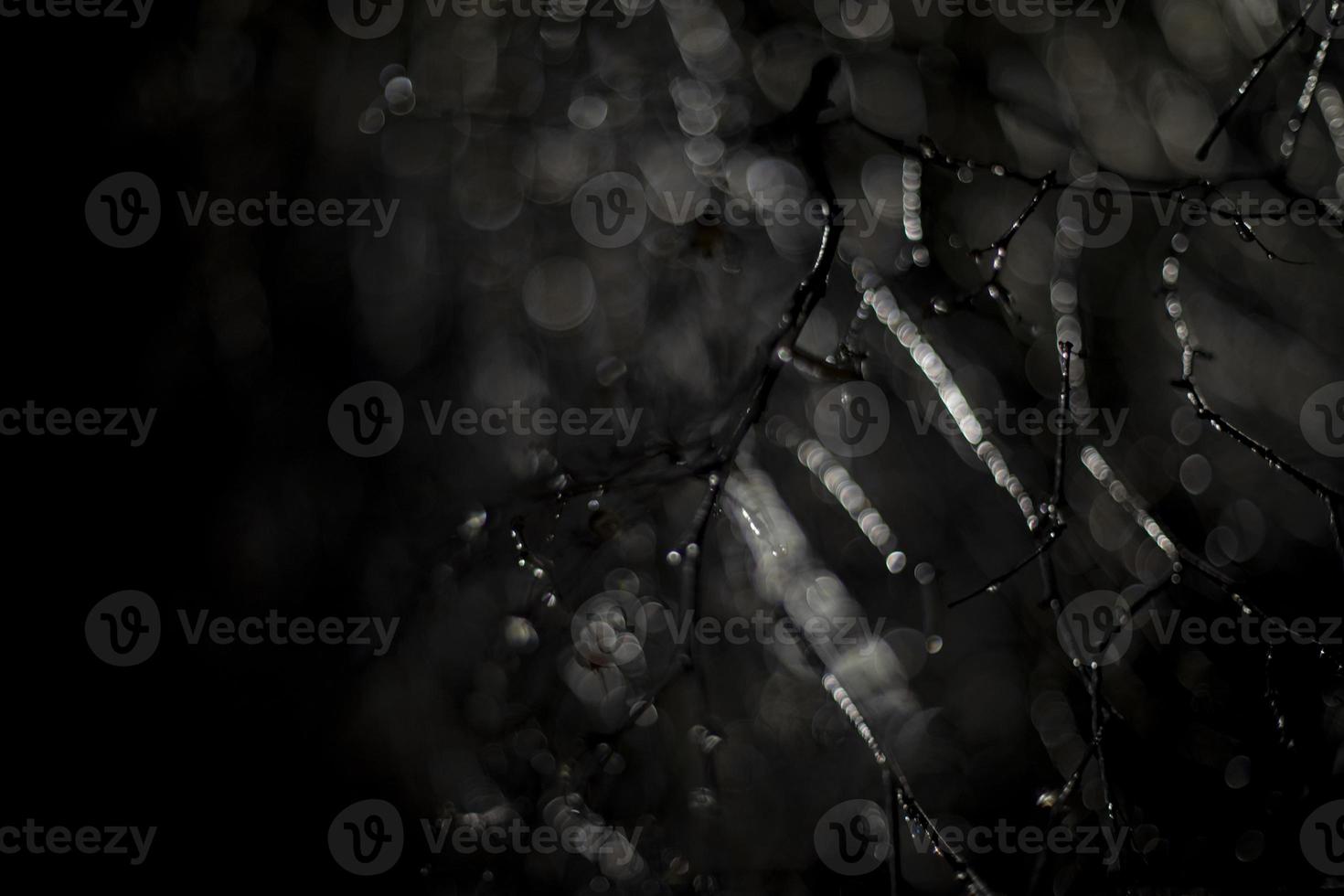 Branches in ice in dark. Freezing rain on black background. Natural texture at night. photo