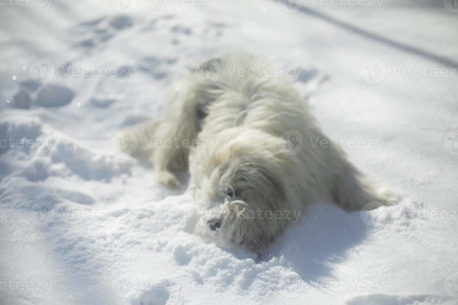 Dog in snow. White coat in dog. Pet walks in winter. photo