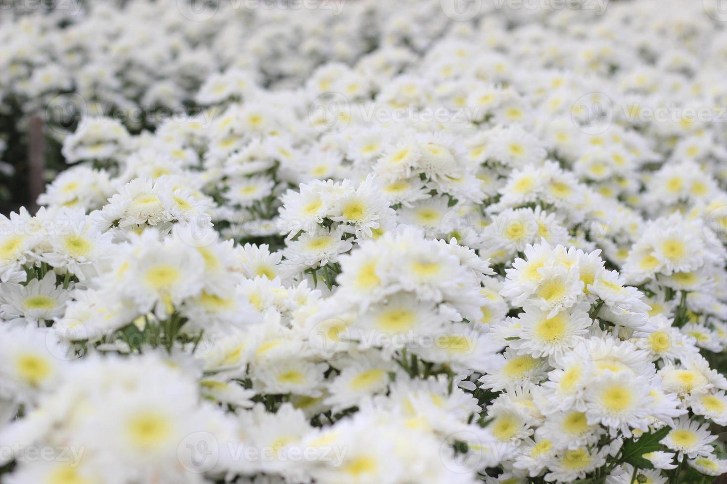white flowers in the garden photo
