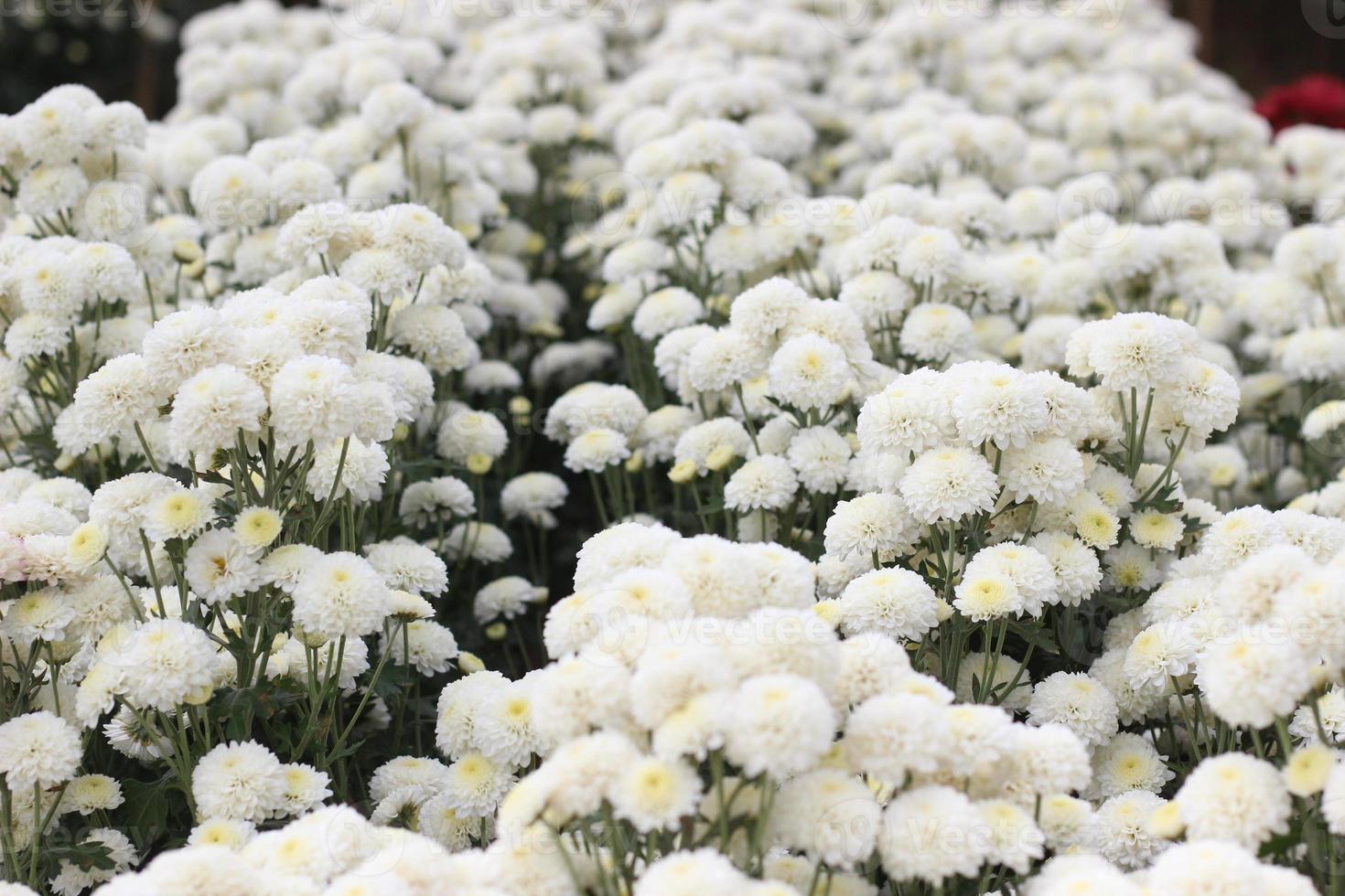 white flowers in the garden photo