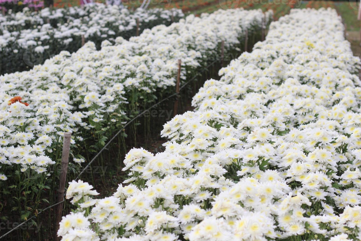 white flowers in the garden photo