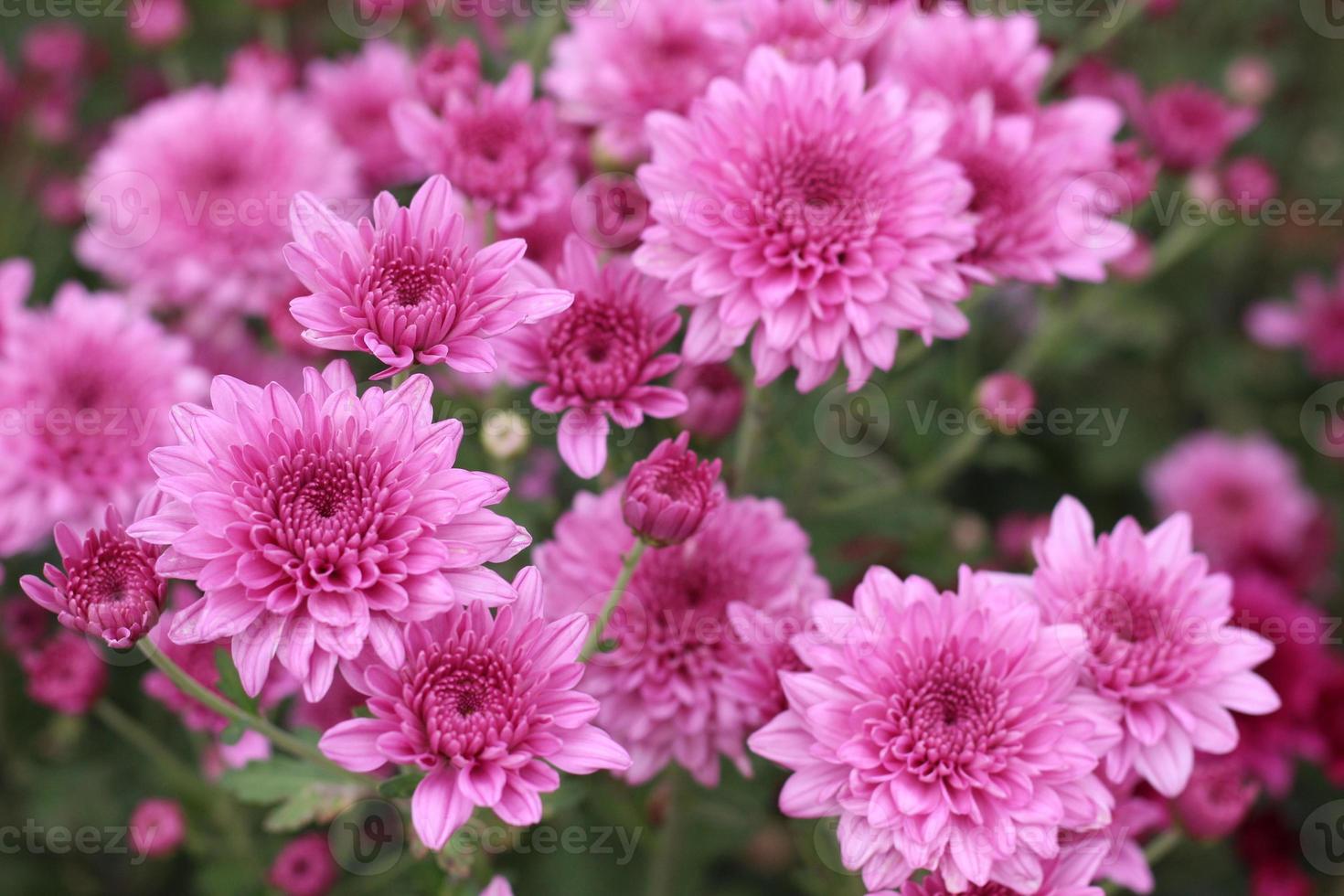 The flower garden is blooming beautifully. photo