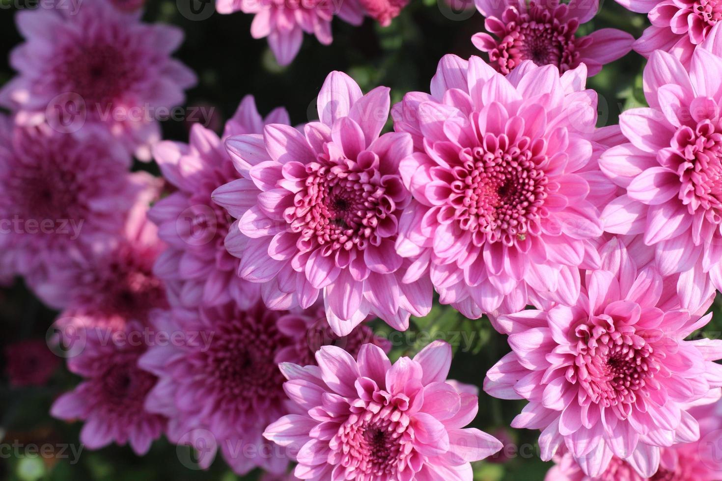 The flower garden is blooming beautifully. photo