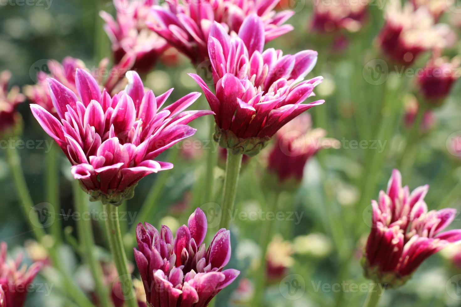 The flower garden is blooming beautifully. photo