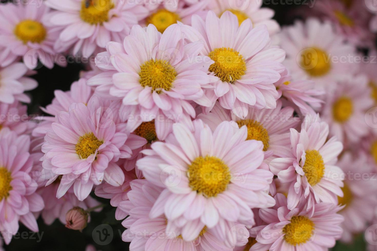 The flower garden is blooming beautifully. photo