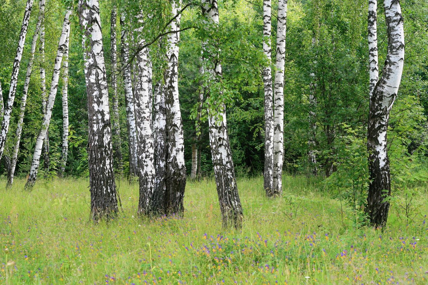 Beautiful birch trees in summer forest photo