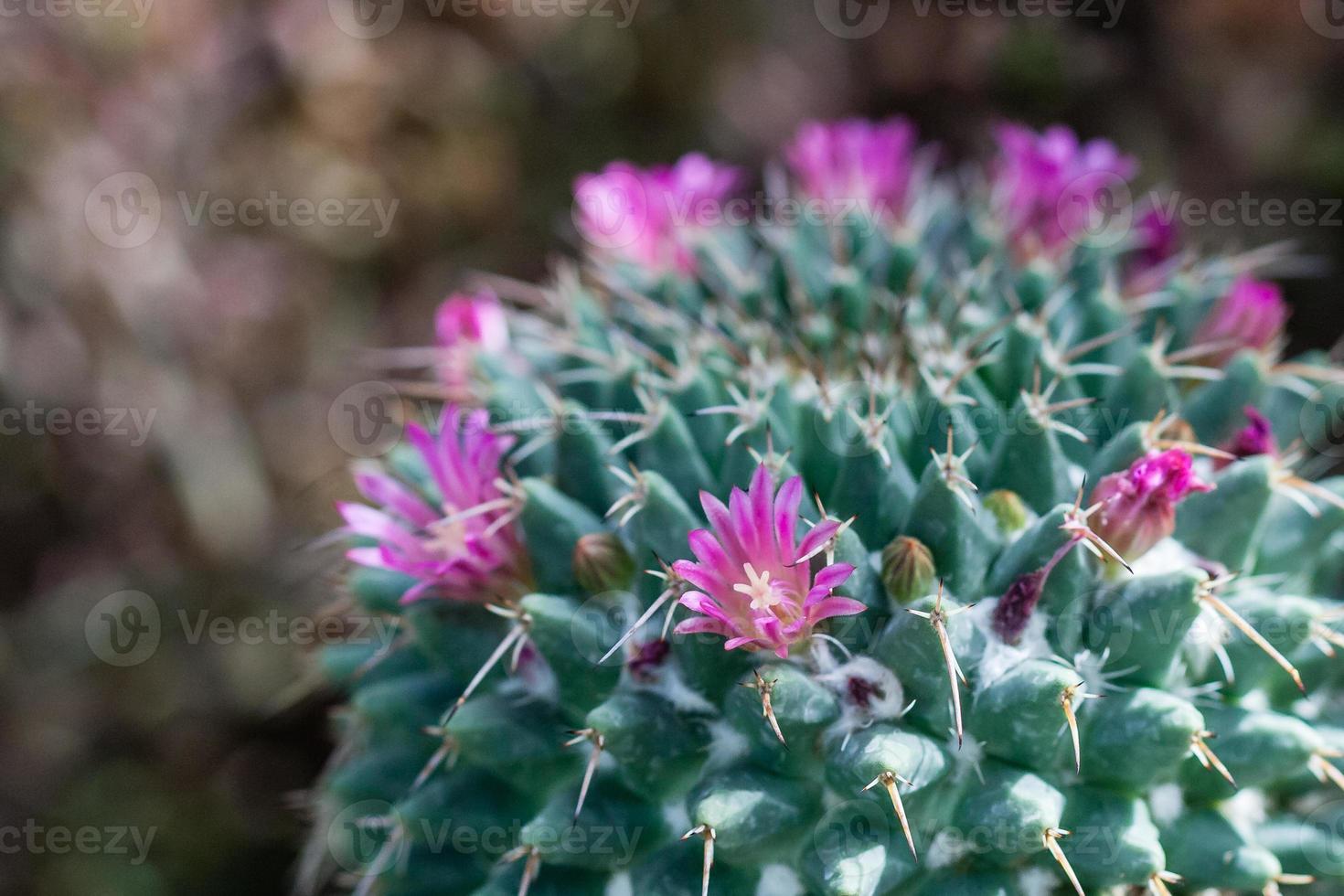 Flowering cactus with red flowers photo