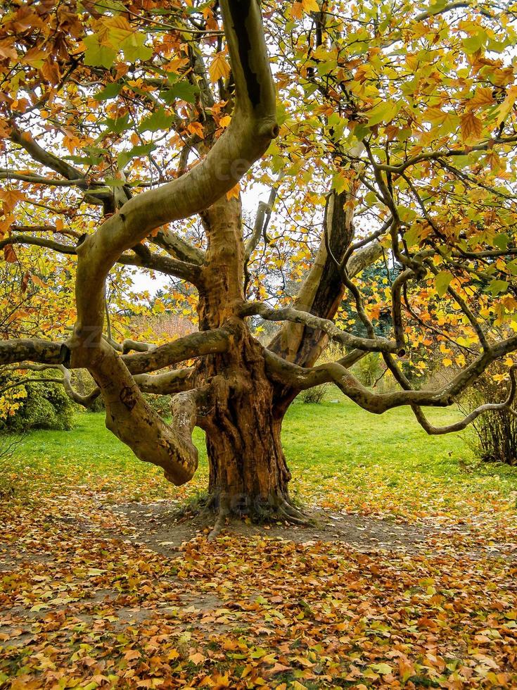 Large tree with a branch photo