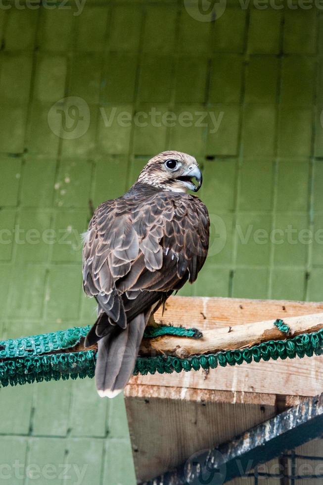 An eagle and a falcon sit on a close-up branch photo