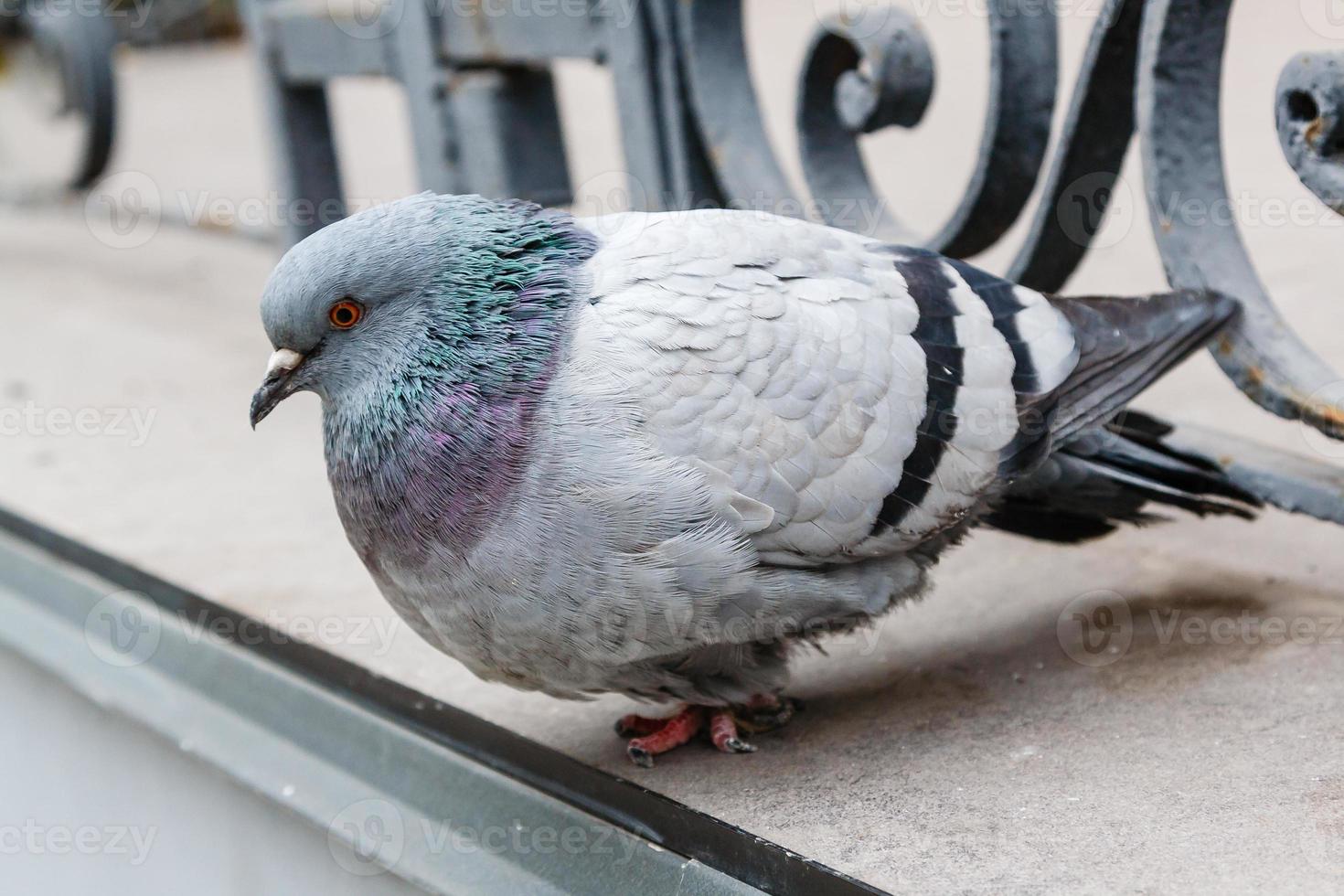 portrait of a beautiful dove photo