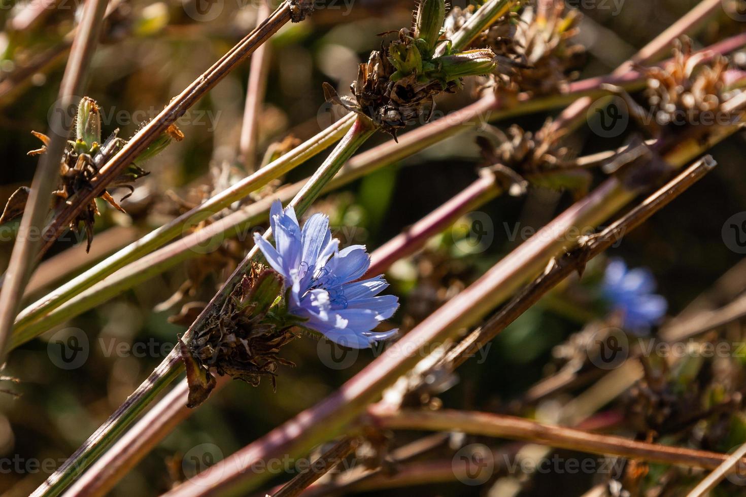 Field flowers on which insects and bees sit close up photo